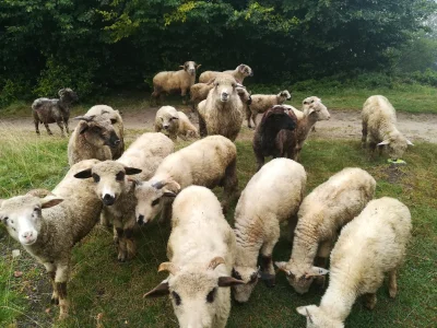 LudzieMnieWkurzaja - @bigger: owieczki w gorcach