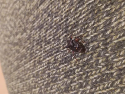 asadasa - Cóż to za robak mnie odwiedził?

#robaki #owady #zuk #entomologia #pytani...