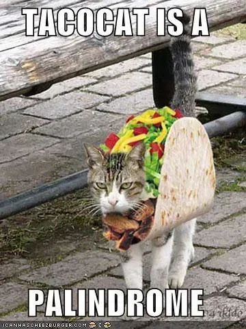 Tacocat - @Grubyp_qKociamber: