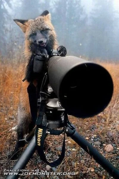 Rasteris - Nie tylko małpy lubią fotografować, lisy też, ale lisy wolą profesjonalny ...
