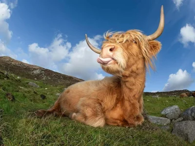 Grothar - Najfajniejsze zdjęcie takiej krowy, jakie widziałem - otrzymało wiele nagró...