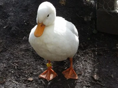 pewnie-kaczka - quack