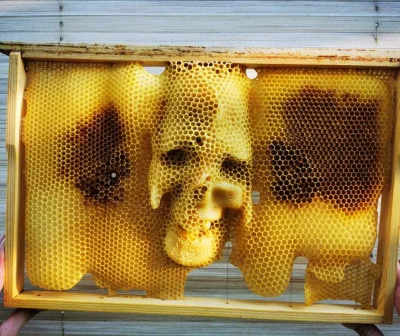 Hiczkax - Pszczółki 2020
