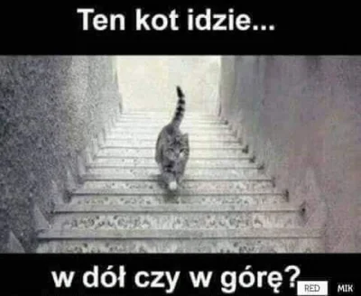T.....i - #koty #grazynacore