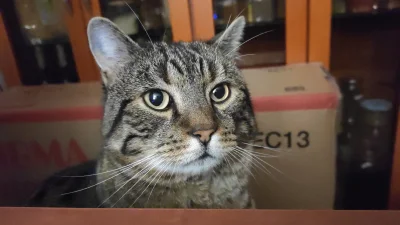 muttley - Kot mi wystaje nad biurko ( ͡° ͜ʖ ͡°)
#kotpaczek #koty #kitku #pokazkota