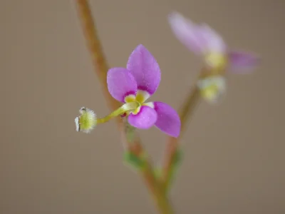 taraxacum - Mirki, wiecie że jest taka roślina, zwana rośliną katapultą? Jej kwiaty s...