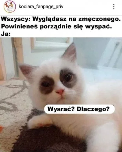 oszty - #dziendobry kochani jak tam sie wyspaliście dzisiaj? (｡◕‿‿◕｡)
#koty #smieszn...