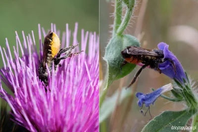 M.....e - Ciekawostka ( ͡° ͜ʖ ͡°) Pszczoły z rodziny miesierkowatych (Megachilidae) m...