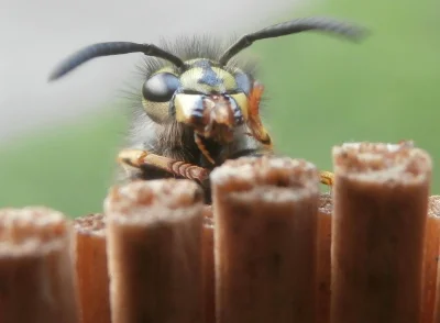 nojasneurwa - @Megachilidae: Niezłe foty, Twoje?
Mi się kiedyś udało porozmawiać o t...