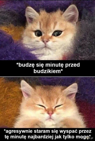 Sleepypl - #heheszki 
#humorobrazkowy 
#koty