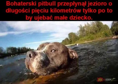 LuxOff - Bohaterski pitbull