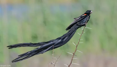 Lifelike - Wikłacz olbrzymi (Euplectes progne)
Autor: Gavin Duffy
#photoexplorer #f...