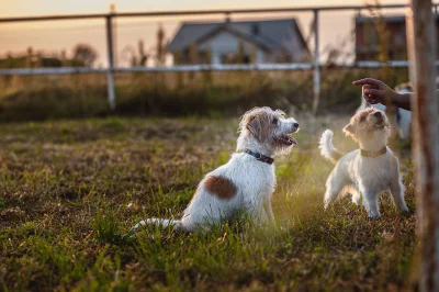 seledynowa_panienka - Że niby taka posłuchana :D
#jackrusselterier #pokazpsa #pies