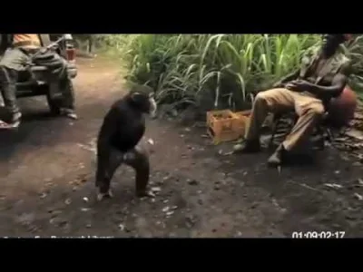 jaKlaudiusz - @wruci: Trochę szacunku dla małp. Starają się nam pomagać - https://www...