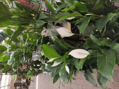 Woofinka - @mhu000: Spathiphyllum Sensation jest mojego wzrostu (165cm) (ʘ‿ʘ)