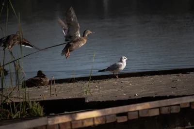 Dzasta-1011 - #ptaki #fotografia #jezioro
