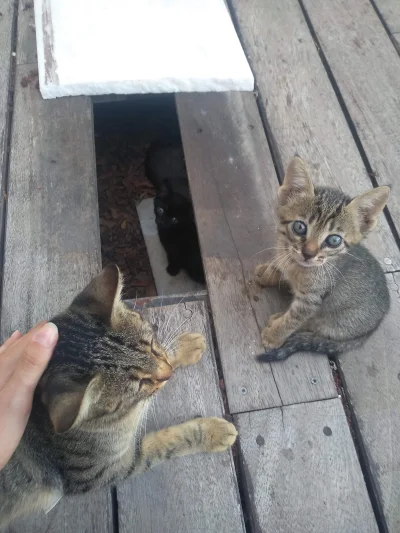 Kikut12 - Spotkałam na spacerze kocią rodzinkę (｡◕‿‿◕｡) w #grecja #koty #pokazkota