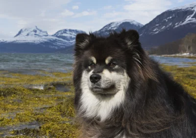 projektjutra - Suomenlapinkoira (Fiński Lapphund) w Norwegii.

#norwegia #finlandia...