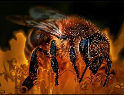 WuDwaKa - #pszczoly #fotografia #macro #natura #przyroda l źródło/autor/post