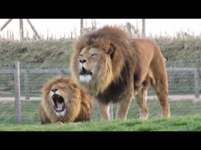 AntyChryst - @AntyChryst: tu macie odgłosy lwa, trochę się różnią od tego, co słyszym...