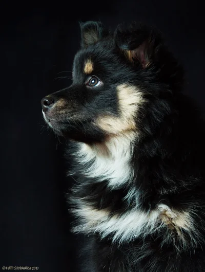 projektjutra - Suomenlapinkoira, szczeniaczek- rdzennie fińska rasa psów z północnej ...