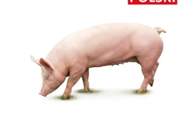 horrendous - Taka mała ciekawostka. Jedna z ras świni w Polsce nazywa się.

Wielka Bi...