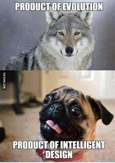 Pawcio_Racoon - Niektóre psy są odważniejsze niż wilki, wilki potrzebują „kolegów” ab...