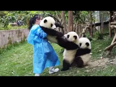 pokpok - Powiem Wam, że pandy są tak nieogarnięte, że nie dziwię się, że są na wygini...