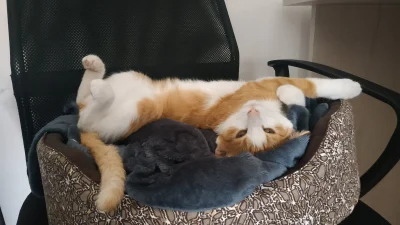 Karolinkaaa - @obsess mój chyba był na tej samej imprezie... Piękne kitku masz (｡◕‿‿◕...