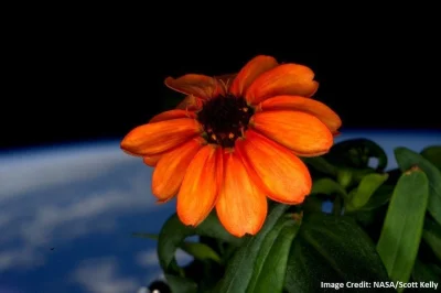 WuDwaKa - Cynia, to pierwszy kwiat, który zdołał wyrosnąć na Międzynarodowej Stacji K...