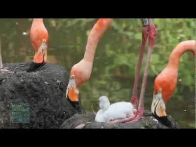 starnak - A Bronx Zoo Caribbean Flamingo Chick Takes Its First Steps