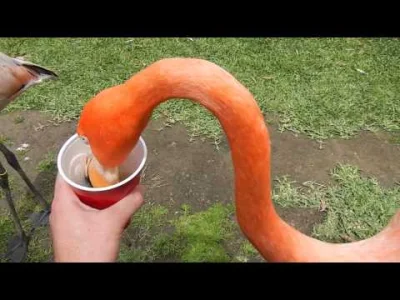 starnak - San Diego Zoo - Feeding the Flamingos!