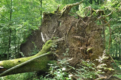 MalyBiolog - Lasy gospodarcze są jak "pola ziemniaków". Naturalnych mamy mało i nie c...