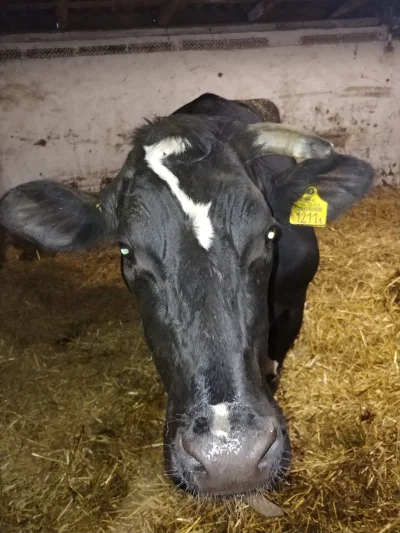 marcinkox3 - Jutro na hamburgery idzie najstarsza krowa w naszym gospodarstwie, za ty...