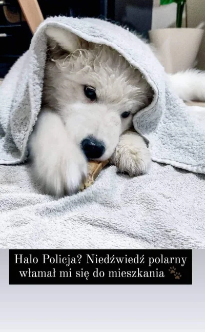 piotredarew - #samoyed #samoyedove #pies #piesel #niedzwiedzie #jesien