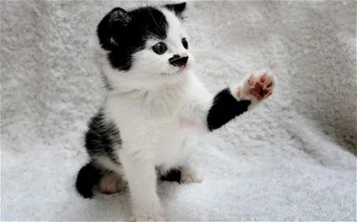 polskihusaszzpolski - @Kotouak: trzymaj kotka za kotka mordziasty