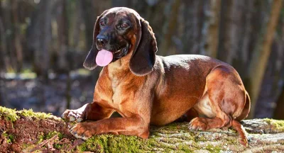 projektjutra - Posokowiec bawarski- słynna niemiecka rasa psów. Wbrew nazwie większoś...