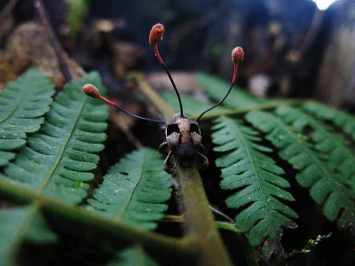 kurkuma - #przyroda #biologia #ciekawostki


"Grzyb Ophiocordyceps camponoti-flori...