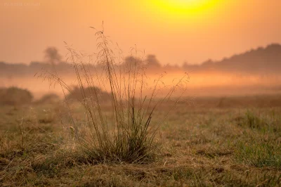 vitoosvitoos - Kiedy pierwsze promienie słońca zaczynają padać na łąką skąpaną w rosi...