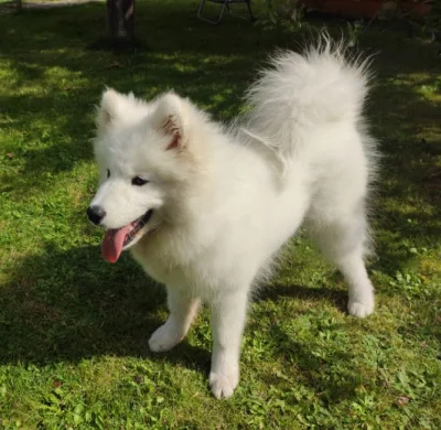 Seraphiel - #pytanie #pies #samoyed
Hej Mirasy, możecie polecić jakieś wytrzymałe za...