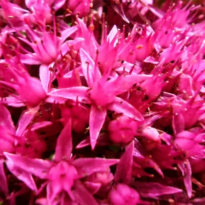 Chodtok - Kwiatuszek dla cb

#dailykwiatuszek #makrowpis