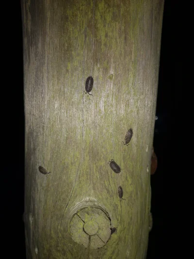 ojaadaj20 - Czy ktoś wie co to za robaki siedzą na drewnianej belce? 
#kiciochpyta #r...