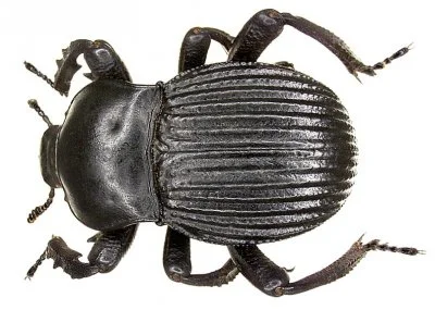 Darko69 - Taka ciekawostka o robakach.

Są to czarnuchy.

https://pl.wikipedia.or...