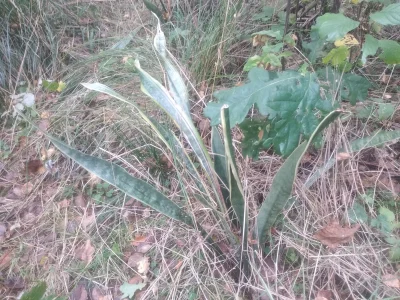 Zodiak - Będąc w lesie na spacerku znalazłem taką oto roślinkę, rośnie około 100 metr...