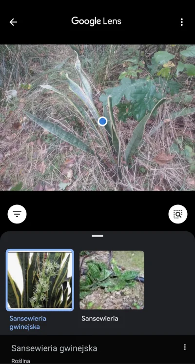 BCRMockingbird - @Zodiak już wiesz co to, następnym spróbuj włączyć sobie Google Lens...