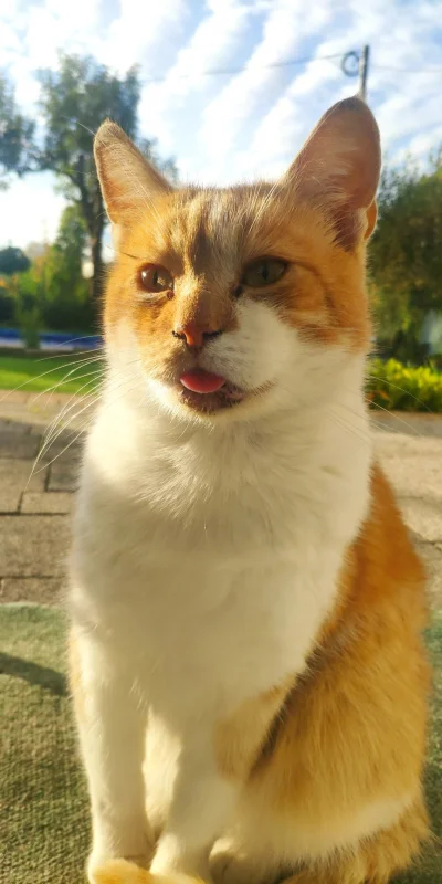 MeowsAndStuff - #mlem 
#koty