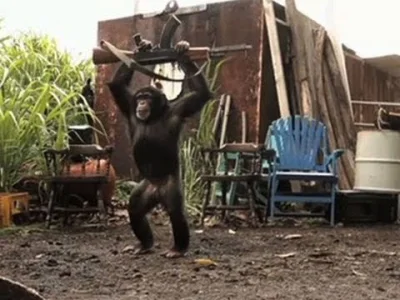 TopDollar - @NoOne3: Nie dawać broni małpom