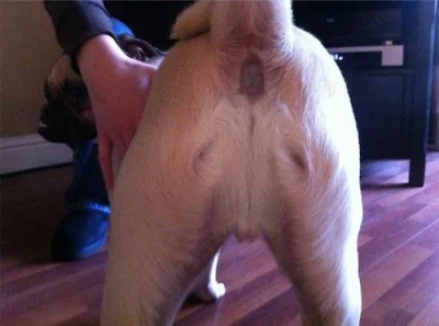 kacper-gorski-12 - @bojesieminusow: ja znalazlem jezusa na moim psie