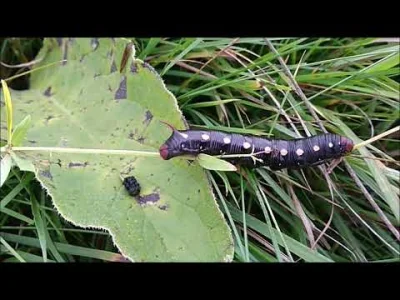 podajdalej - Robale też mają ludzkie potrzeby 
#srajzwykopem #przyroda #natura