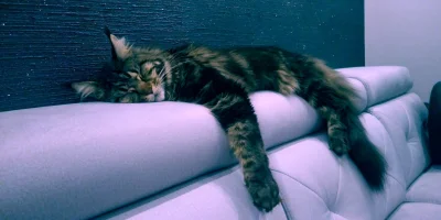 Mesosfet - Ryszard już śpi. Chyba i my powinniśmy.
#kotryszard #kitku #kot #koty #pok...